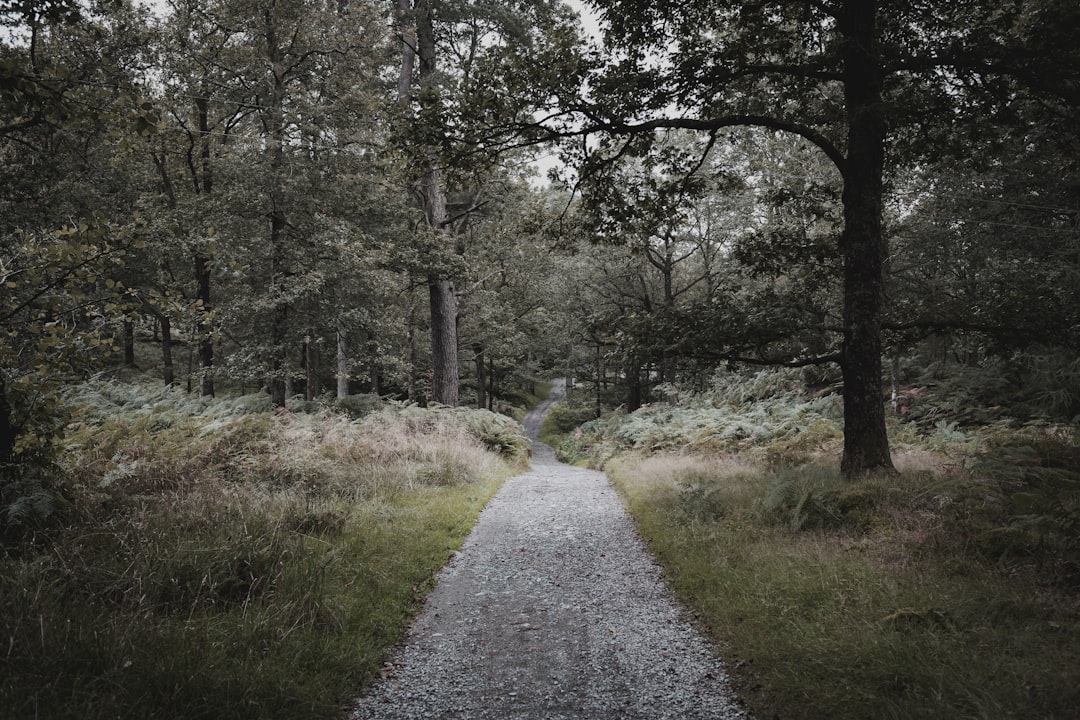 Digital pathway towards recovery.
