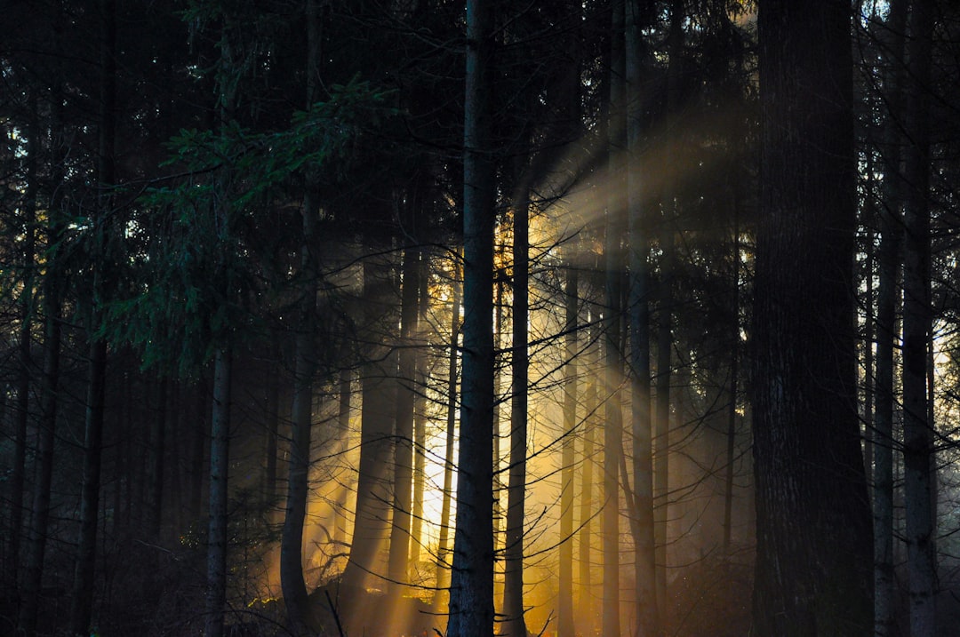 A serene image of a bright, clear path leading forward, symbolizing recovery and freedom with light at the end.
